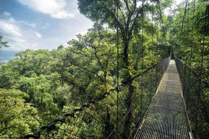 forêt Guyane