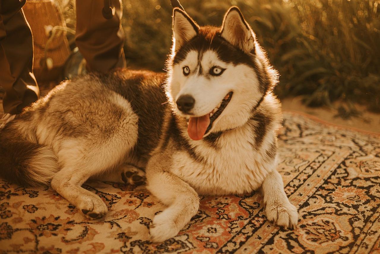 chien présent le jour du mariage, pet sitter