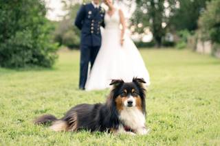 mariage avec chien, garde de chien le jour du mariage