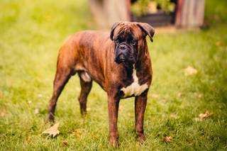 mariage avec chien, garde de chien le jour du mariage