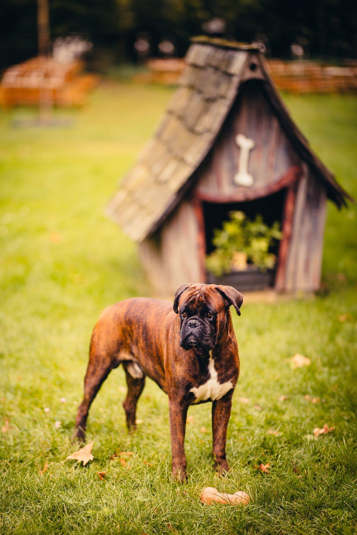 mariage avec chien, garde de chien le jour du mariage