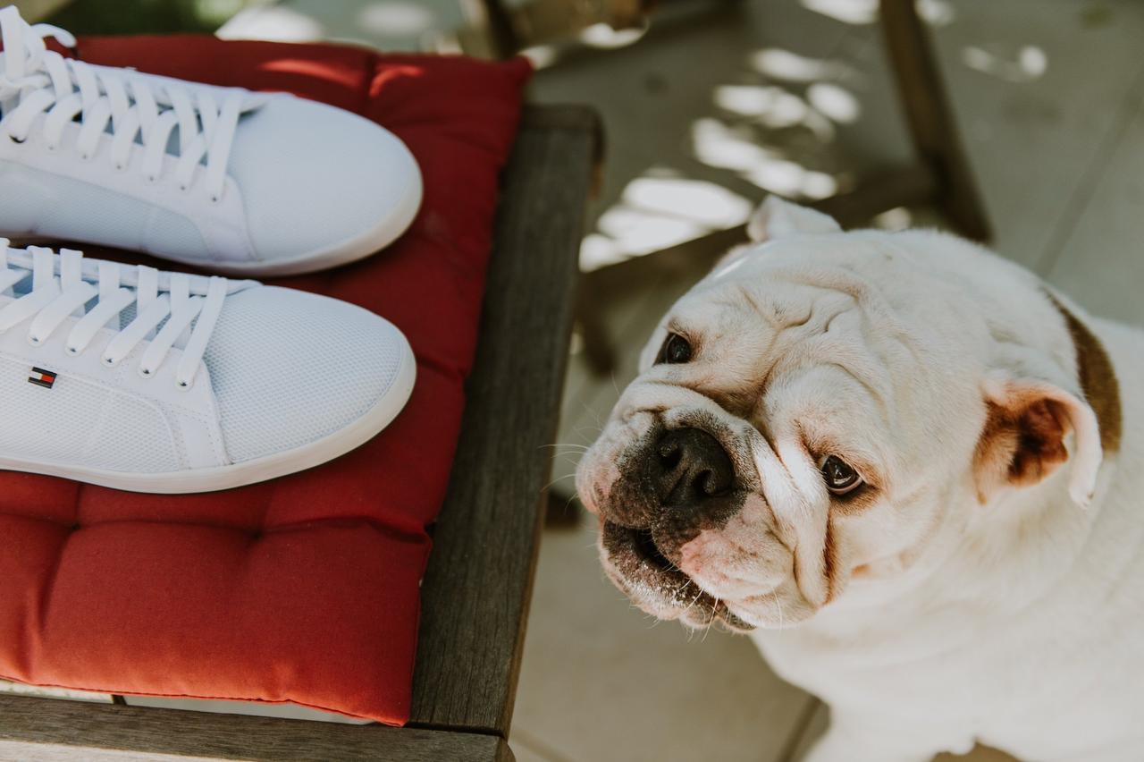 mariage avec chien, garde de chien le jour du mariage