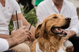 mariage avec chien, collier de mariage pour chien