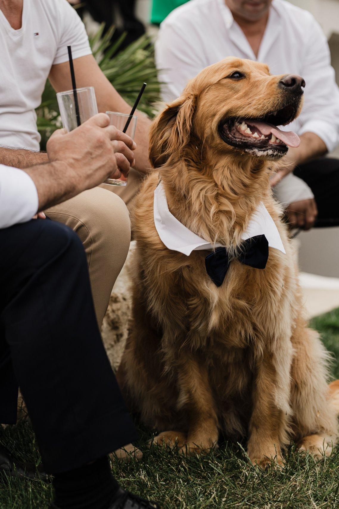 mariage avec chien, collier de mariage pour chien