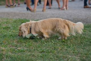 mariage avec chien, collier de mariage pour chien