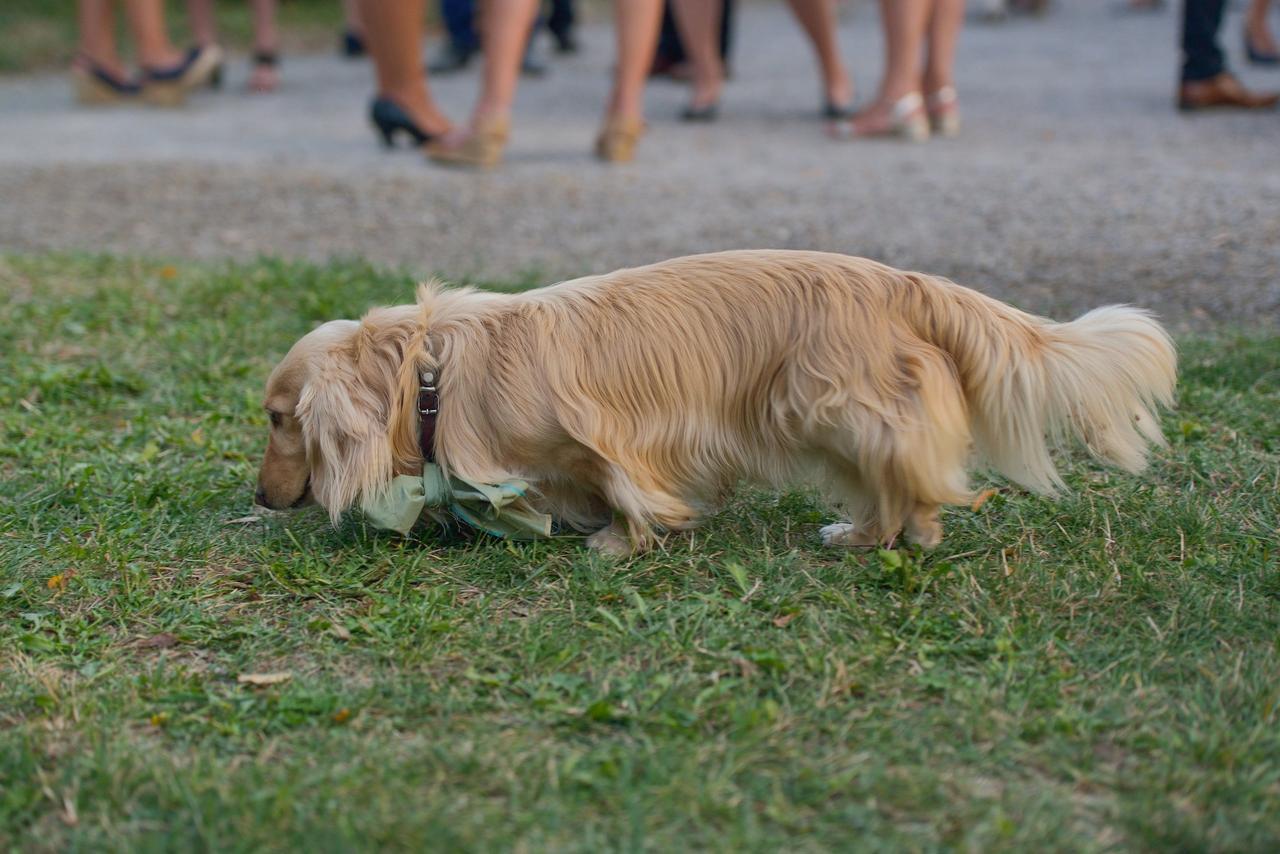 mariage avec chien, collier de mariage pour chien