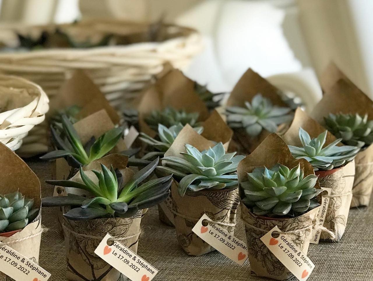 cadeaux originaux mariage invités petits pots de succulentes