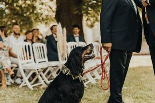 futurs mariés avec leur chien, mariage avec chien