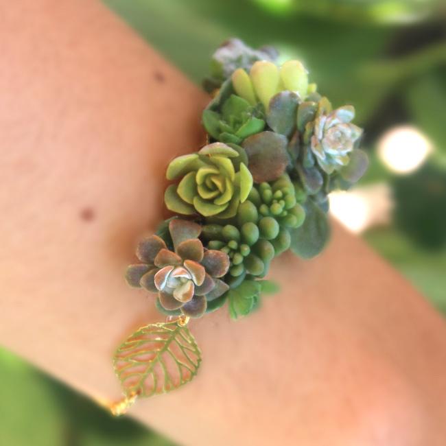 Les Contes Succulents
