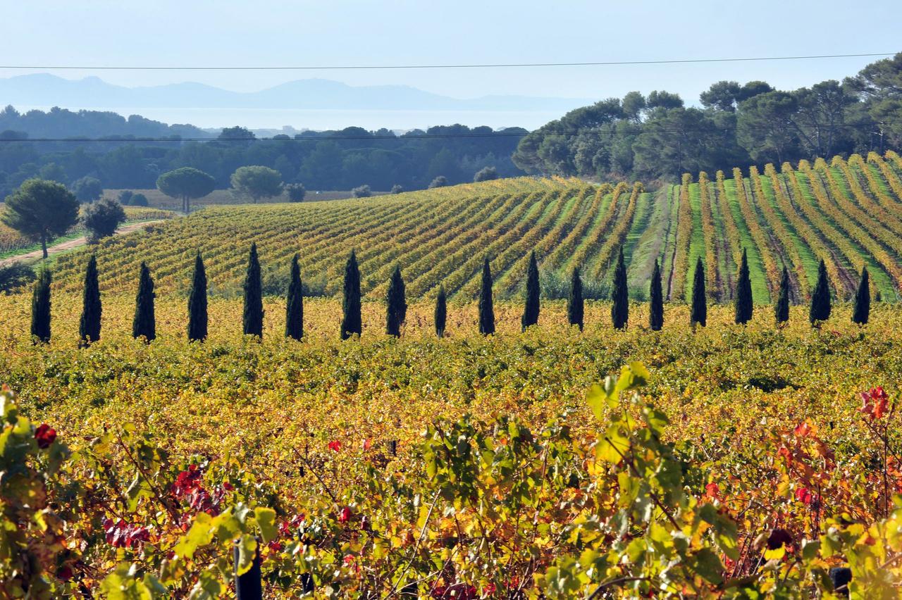 lune de miel france vigne