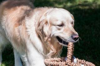 chien qui amène les alliances, panier en osier dans la bouche du chien lors de la cérémonie de mariage