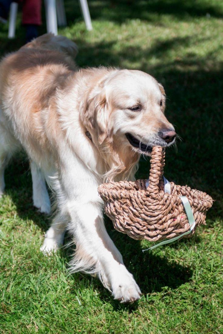 chien qui amène les alliances, panier en osier dans la bouche du chien lors de la cérémonie de mariage