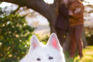 pancarte au coup du chien disant 