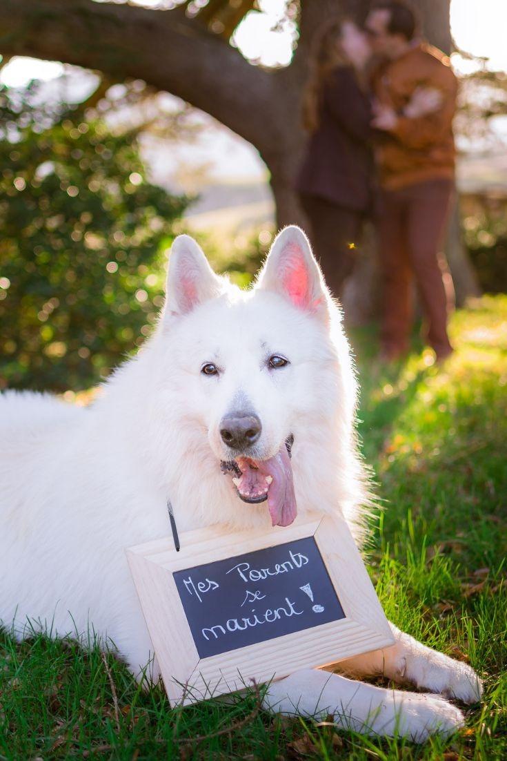 pancarte au coup du chien disant 