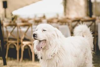 mariage avec chien, garde de chien le jour du mariage