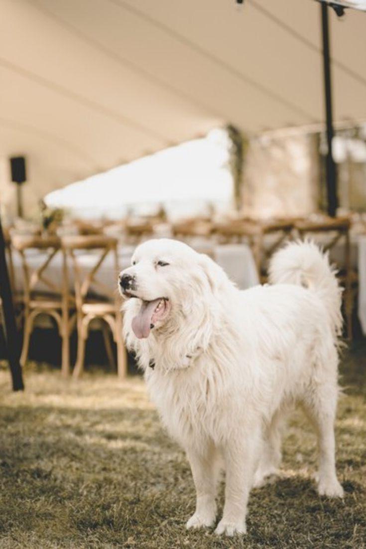 mariage avec chien, garde de chien le jour du mariage