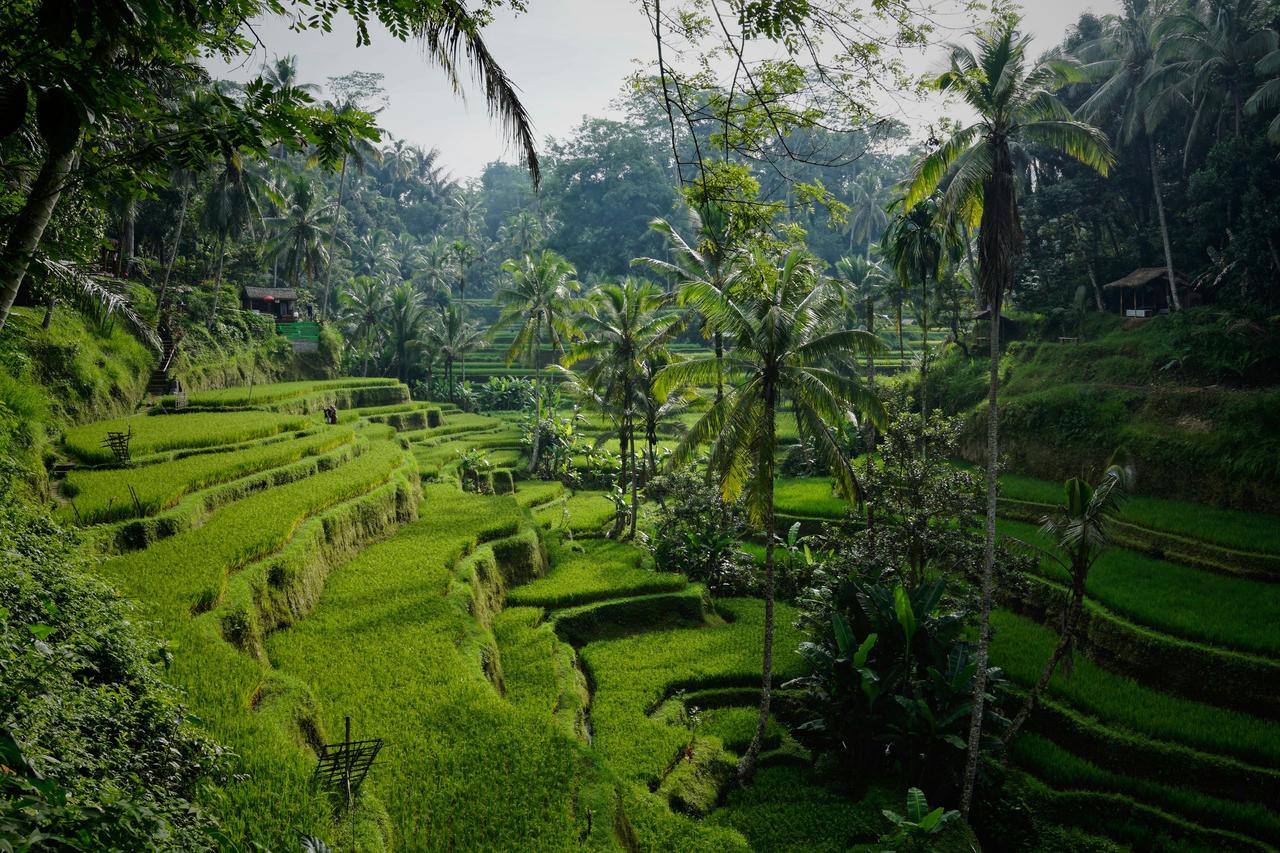 lune de miel bali rizières