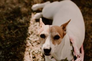 mariage avec chien, engager un pet sitter