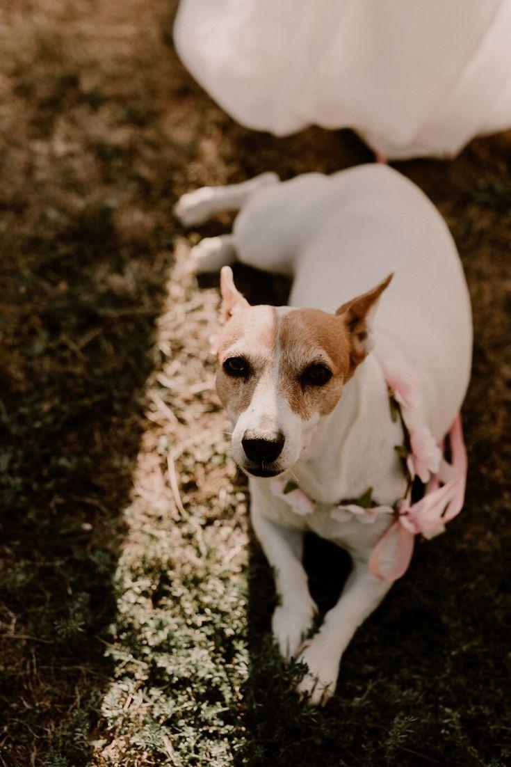 mariage avec chien, engager un pet sitter