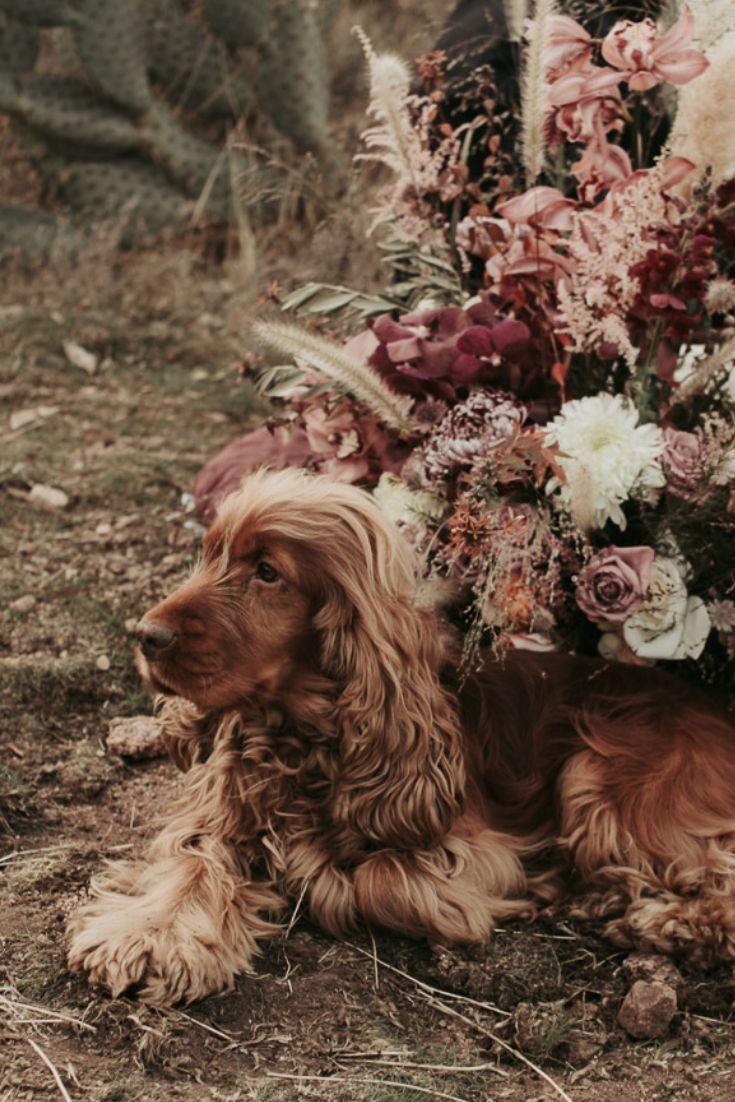 mariage avec chien, garde de chien le jour du mariage