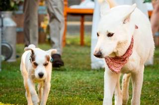 futurs mariés avec leur chien, mariage avec chien