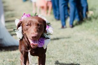 mariage avec chien, collier de mariage pour chien