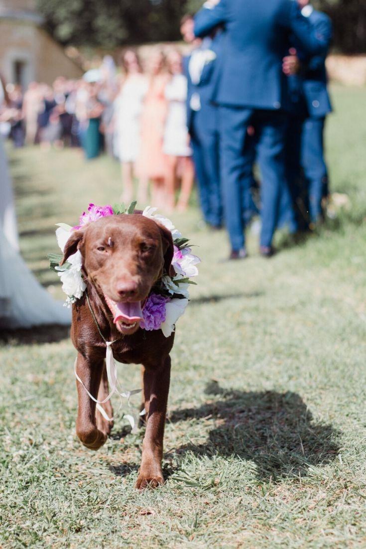 mariage avec chien, collier de mariage pour chien