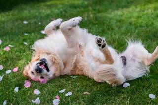 chien au mariage qui se roule dans l'herbe