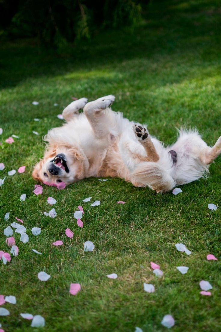 chien au mariage qui se roule dans l'herbe