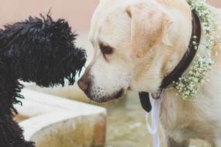 mariage avec chien, collier de mariage pour chien