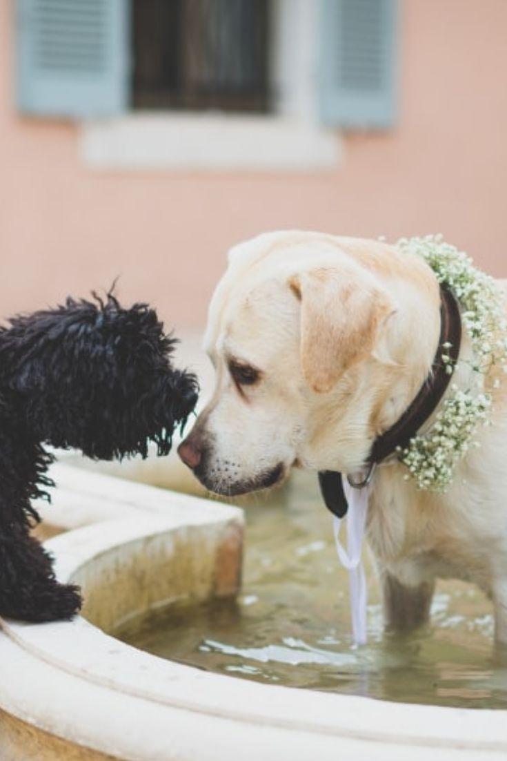 mariage avec chien, collier de mariage pour chien