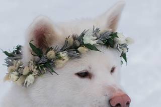 mariage avec chien, couronne de mariage fleurie pour chien