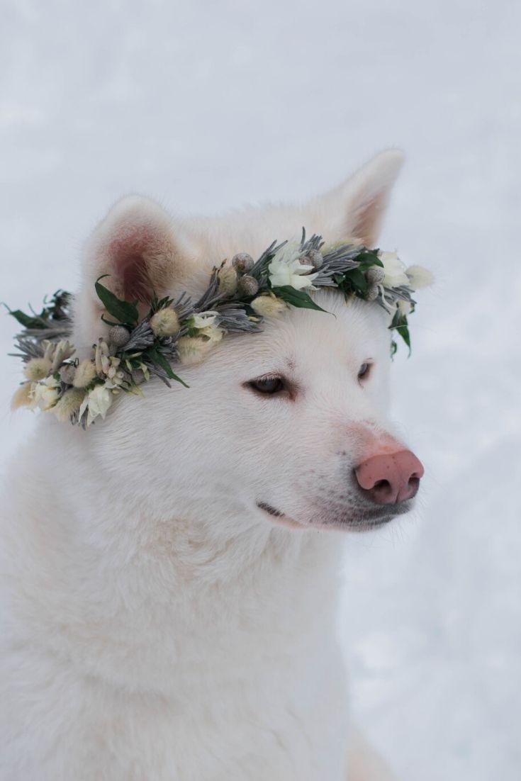 mariage avec chien, couronne de mariage fleurie pour chien