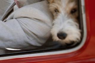 futur marié avec son chien dans la voiture de mariage