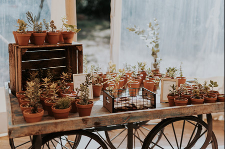 Graines à semer : 7 idées pour remplir les cadeaux de vos invités de mariage