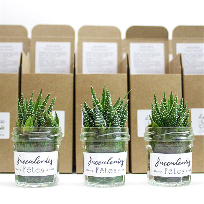 Les Contes Succulents
