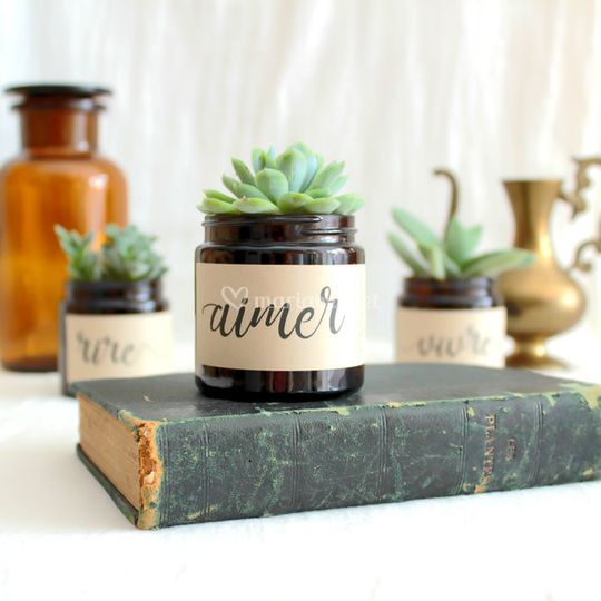 Les Contes Succulents