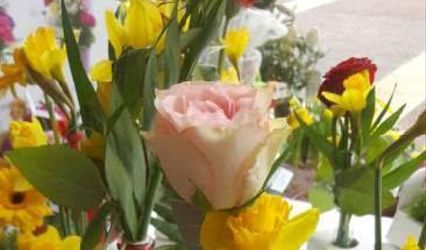 Fleur d´Arum