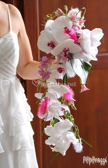 Passiflore