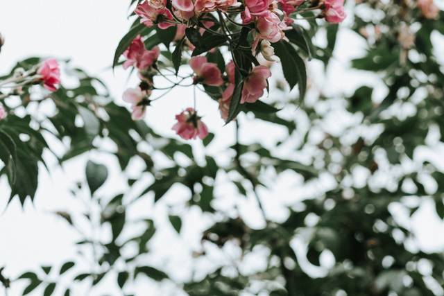 Le mariage de Amélie et Luc 1