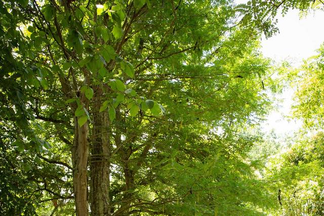 Le mariage de Audrey et Julien 1