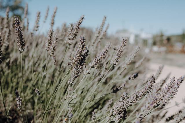Le mariage de Isabel et Louis 1