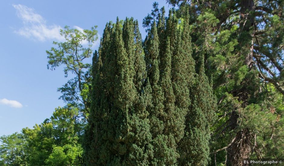 Le mariage de Cédric et Angélique à Saint-Pierre-du-Vauvray, Eure