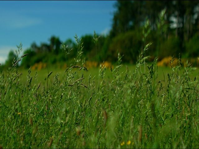 Le mariage de Mickaël et Marion à Chambles, Loire 12