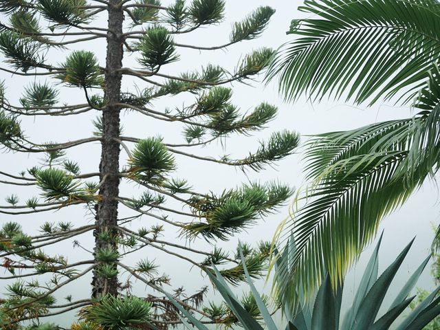 Le mariage de Julien et Saandia à Saint-Leu, La Réunion 30