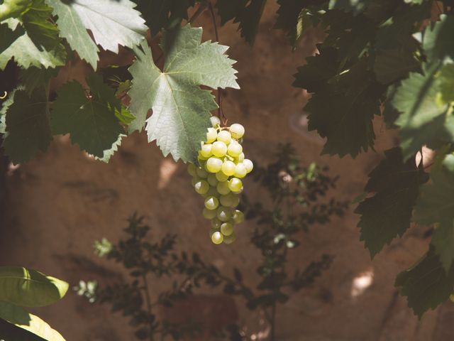 Le mariage de Florent et Sophie à Pertuis, Vaucluse 12