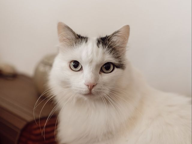 Le mariage de Quentin et Sara à Saintes, Charente Maritime 7