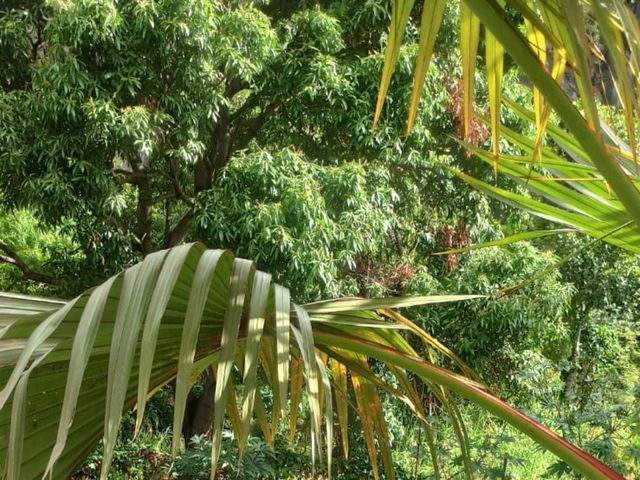 Le mariage de Steevy et Lucie à Saint-Paul, La Réunion 7