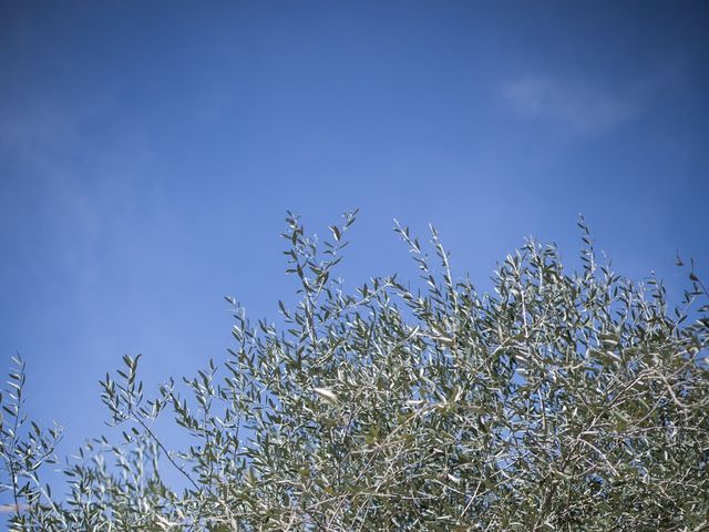 Le mariage de Davy et Emilie à Roquebrune-sur Argens, Var 10