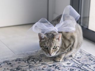 Le mariage de Patricia et Frédéric 2
